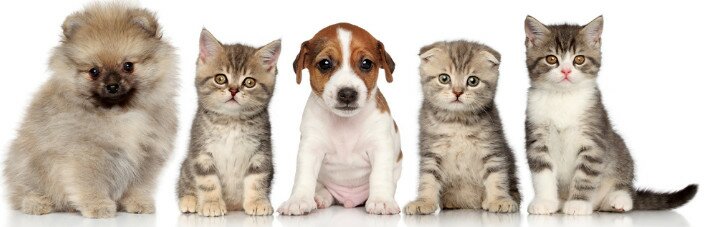 Щенки и котята